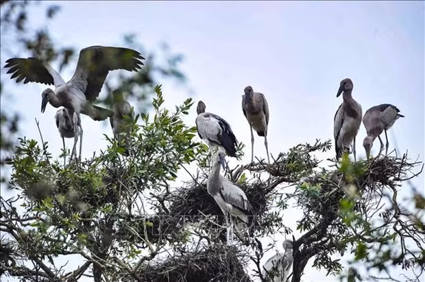 越南生物多样性位居世界16位 ảnh 1