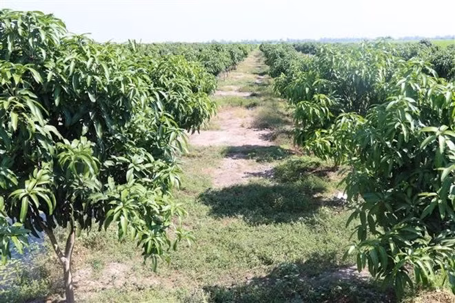 全球越南科学与专家协会促进知识分子和企业连接 为越南发展项目做出贡献 ảnh 2