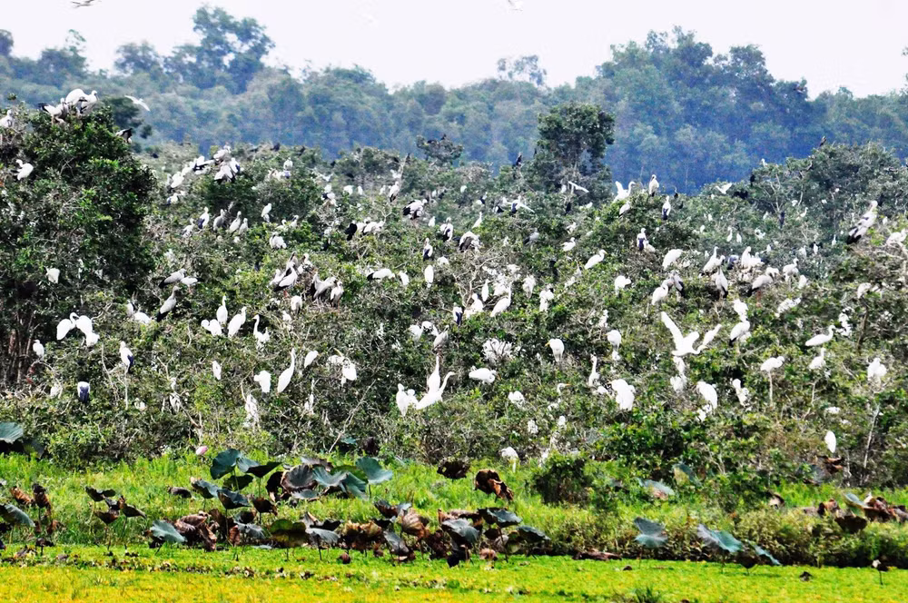 提高企业对生物多样性保护的社会责任 ảnh 1 提高企业对生物多样性保护的社会责任 ảnh 1