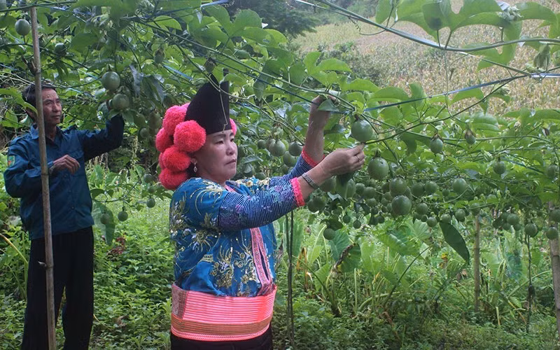 山罗省力争成为西北地区的经济中心 ảnh 1