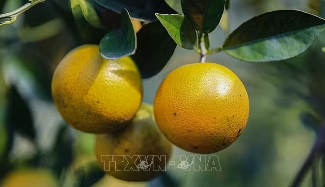 越南特产高丰橙子正式在英国市场销售 ảnh 1 越南特产高丰橙子正式在英国市场销售 ảnh 1
