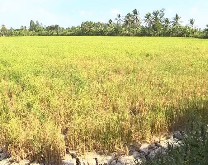 越南九龙江三角洲多地遭旱灾和海水入侵 金瓯省陷入一级干旱 ảnh 2 越南九龙江三角洲多地遭旱灾和海水入侵 金瓯省陷入一级干旱 ảnh 2