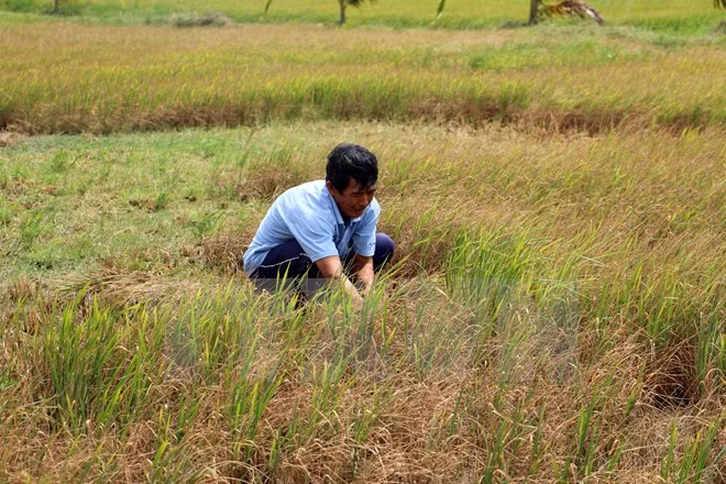 越南九龙江三角洲多地遭旱灾和海水入侵 金瓯省陷入一级干旱 ảnh 4 越南九龙江三角洲多地遭旱灾和海水入侵 金瓯省陷入一级干旱 ảnh 4