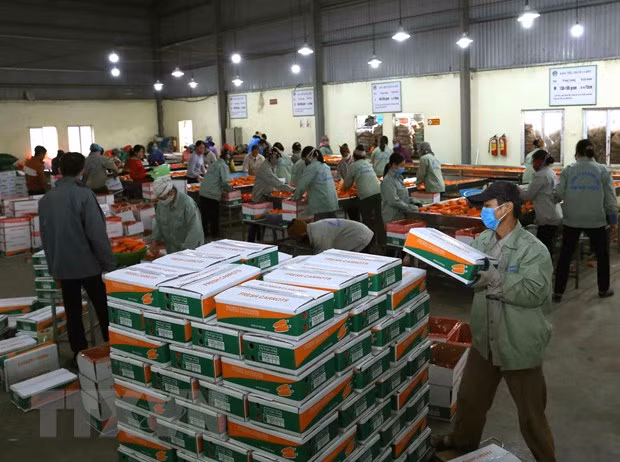 新冠肺炎疫情:制定农产品出口方案 ảnh 1 新冠肺炎疫情:制定农产品出口方案 ảnh 1