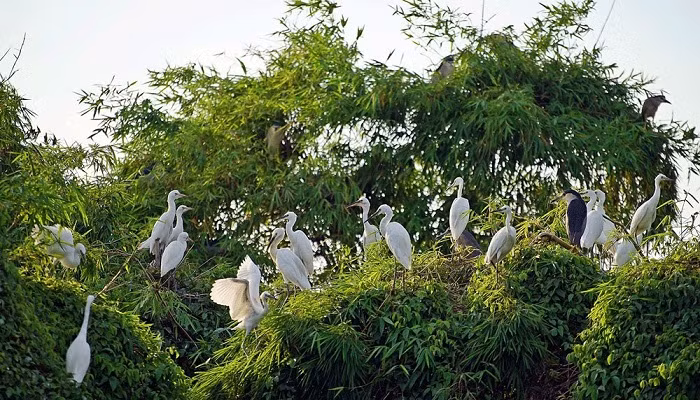 海阳省的鹭鸶岛——越南北部“独一无二”的旅游景点 ảnh 1 海阳省的鹭鸶岛——越南北部“独一无二”的旅游景点 ảnh 1