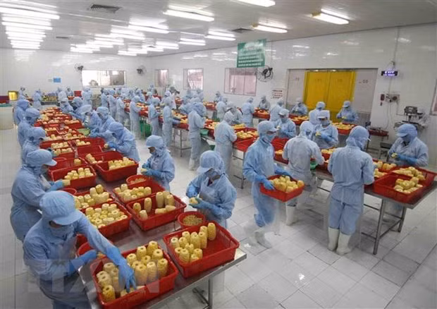越南农产品对匈牙利市场出口潜力巨大 ảnh 1