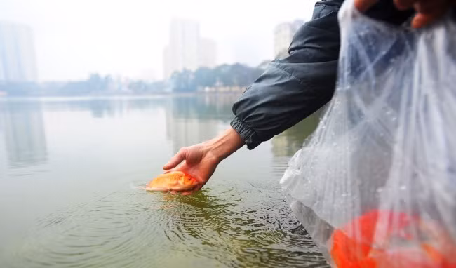 今日农历腊月二十三 越南人家家户户送灶神上天 ảnh 2 今日农历腊月二十三 越南人家家户户送灶神上天 ảnh 2