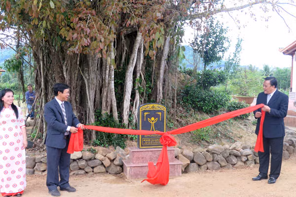 平定省怀恩县榕树荣获越南遗产树称号 ảnh 1
