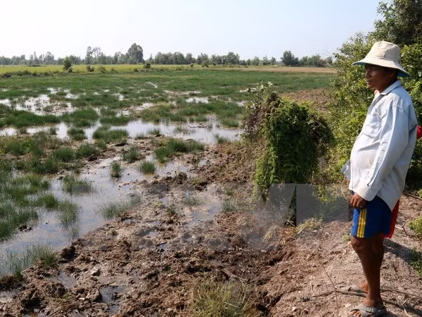 越南多地遭受严重旱灾和海水侵蚀袭击 ảnh 2 越南多地遭受严重旱灾和海水侵蚀袭击 ảnh 2