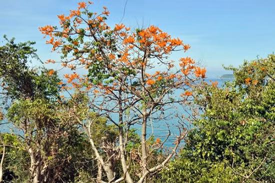 广南省占婆岛通过梧桐树打造旅游品牌形象 ảnh 1