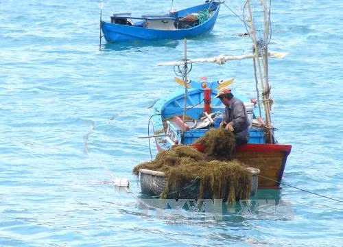 越南海岛:推动海洋经济发展与保障国防安全相结合 ảnh 3 越南海岛:推动海洋经济发展与保障国防安全相结合 ảnh 3