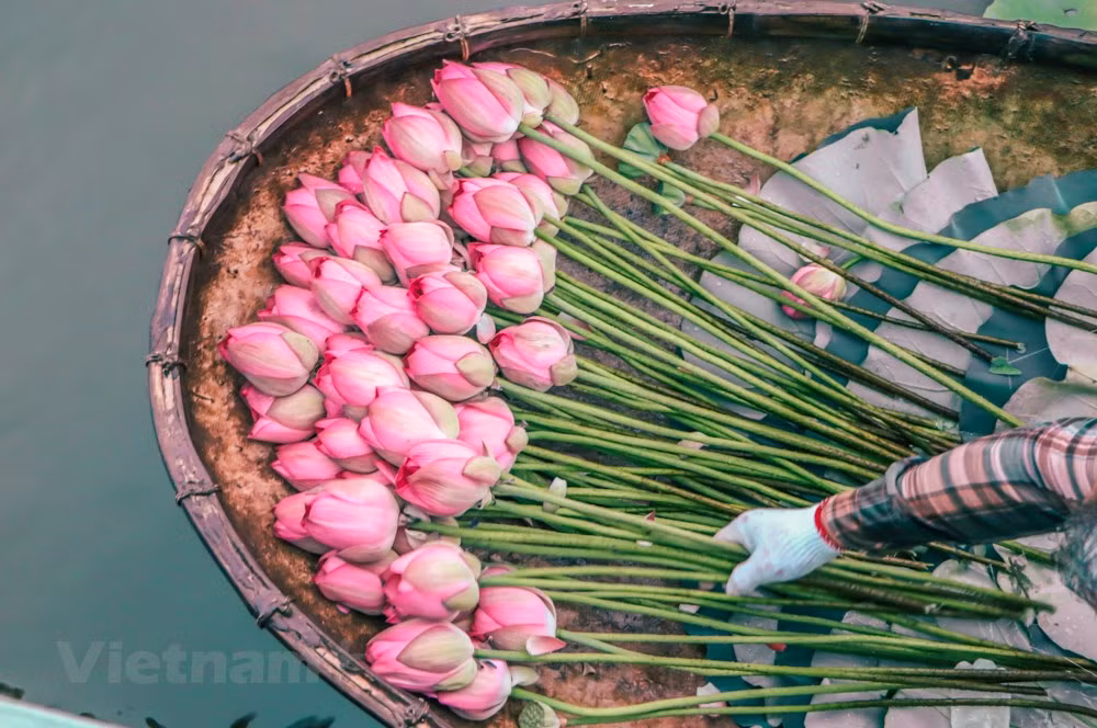 组图：西湖莲花茶——河内夏季特产 ảnh 2