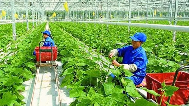 提高集体经济的能力和效率 ảnh 1 提高集体经济的能力和效率 ảnh 1