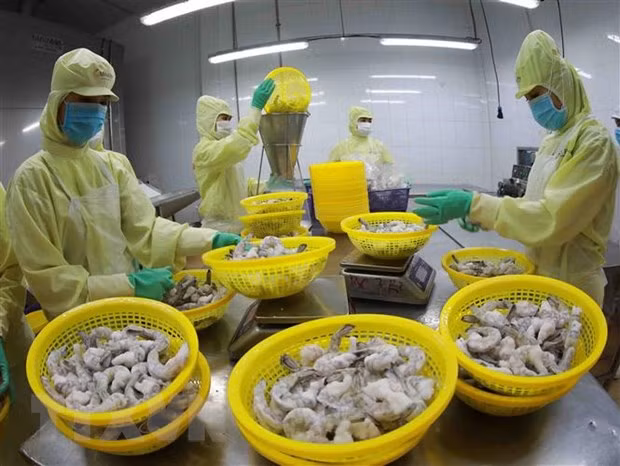 美国继续对来自越南的暖水虾征收反倾销税 ảnh 1