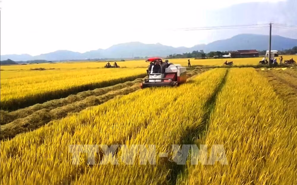 越南农林水产品今年前9月出口额同比增长15.2% ảnh 1 越南农林水产品今年前9月出口额同比增长15.2% ảnh 1