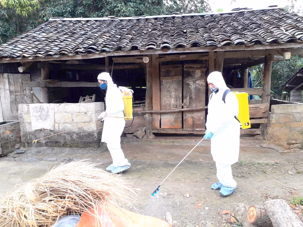 越南全国各省市积极开展非洲猪瘟疫情防控布置工作 ảnh 1 越南全国各省市积极开展非洲猪瘟疫情防控布置工作 ảnh 1