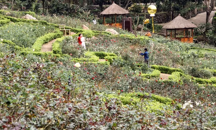 越南最大玫瑰花园——河内居民新奇的春游目的地 ảnh 1 越南最大玫瑰花园——河内居民新奇的春游目的地 ảnh 1