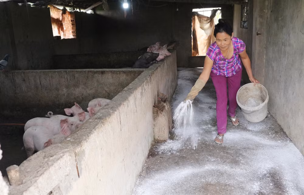 FAO建议越南宣布进入“非洲猪瘟紧急状态”这一消息是不属实 ảnh 1 FAO建议越南宣布进入“非洲猪瘟紧急状态”这一消息是不属实 ảnh 1