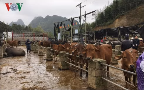 北部山区最大而独特的家畜集市 ảnh 2 北部山区最大而独特的家畜集市 ảnh 2