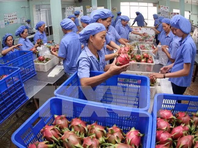 越南蔬果对中国出口增长余地很大 ảnh 1