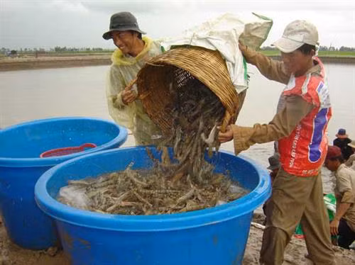 茶荣省多措并举提高虾类产量和质量 ảnh 1 茶荣省多措并举提高虾类产量和质量 ảnh 1