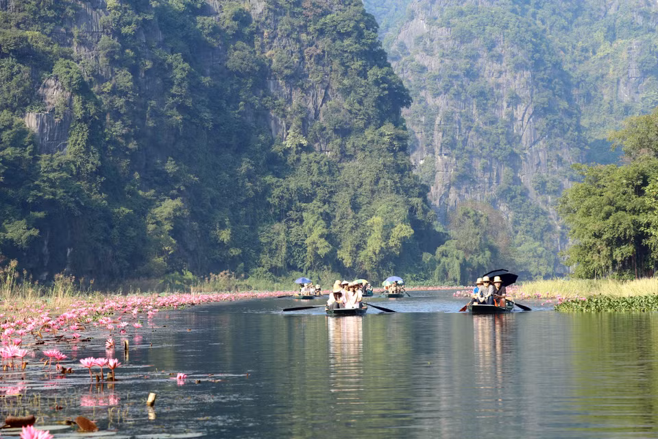 紫色睡莲花蜿蜒在宁平省华闾县三谷旅游区的梧桐江两边。图自越通社