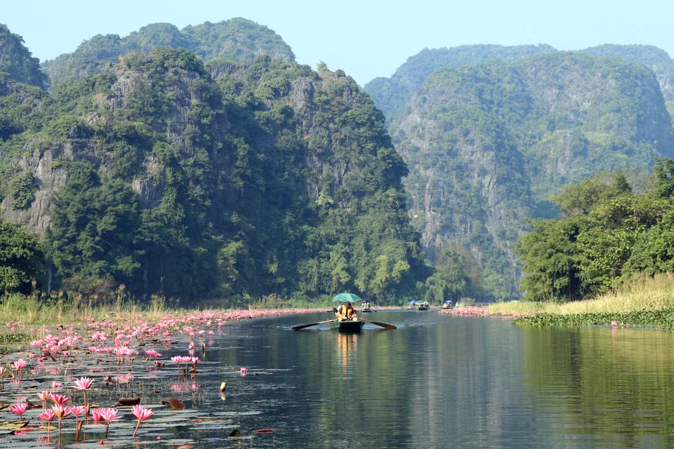 紫色睡莲花为宁平省华闾县三谷旅游区带来新面貌，增加游客的体验。图自越通社