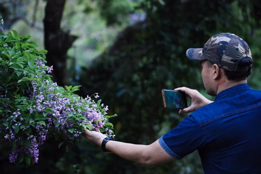 闹鱼花属于豆科植物。图自Vietnam+
