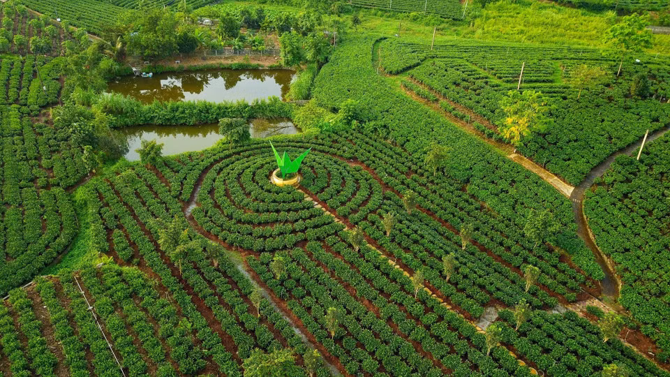 茶树种植业的发展大大改善了太原省太原市西部地区的面貌，成为当地众多农户的“致富树”。茶叶和其制品为当地农户带来每年数亿至数十亿越南盾的收入。图自 越通社
