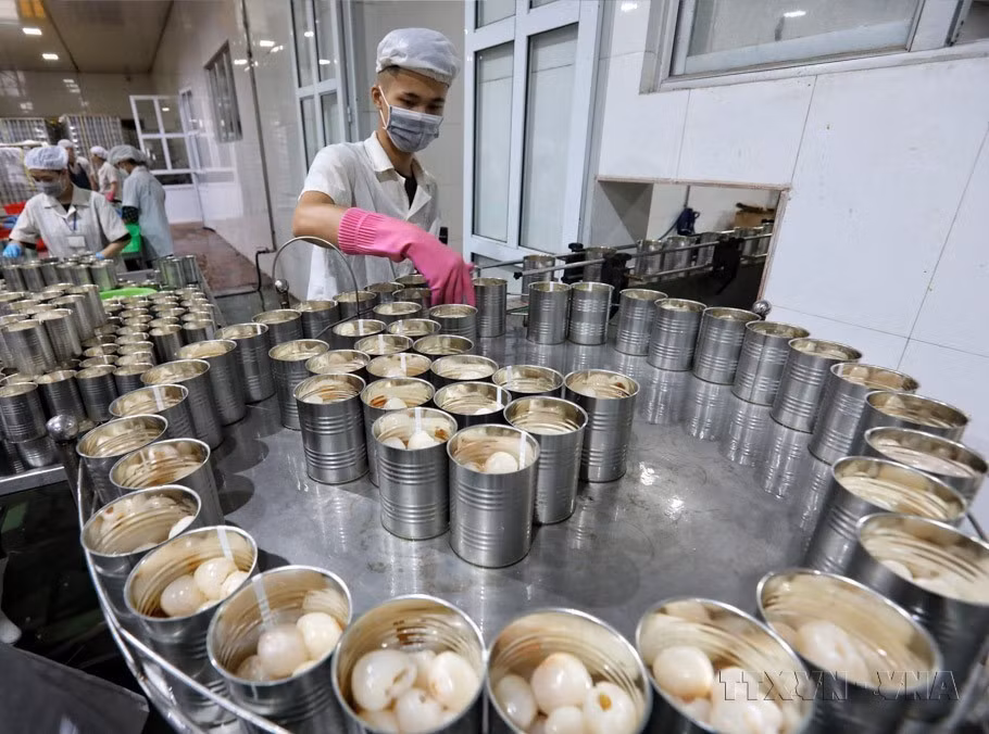 近年来，越南咖啡、果蔬、大米、木材等商品的出口额持续增长，呈现出“爆发”态势。图为：北江省陆岸县全球食品进出口股份公司正在进行荔枝包装，这些荔枝将销往欧盟、韩国、日本和澳大利亚等市场。图自 越通社