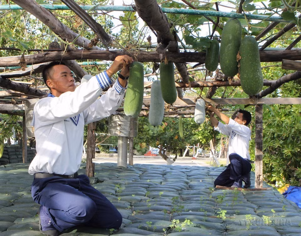 除了为维护海洋岛屿主权而备战任务之外，南谒岛上战士还积极参加生产，改善生活条件。图自越通社
