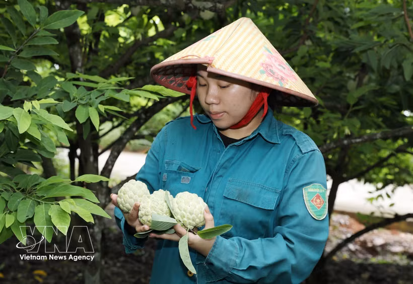 宁平省番荔枝。图自越通社
