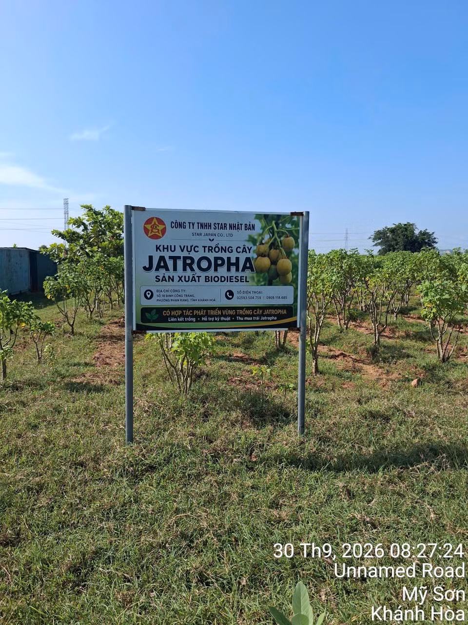 vung-trong-jatropha.jpg