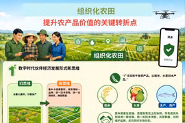 组织化农田: 提升农产品价值的关键转折点