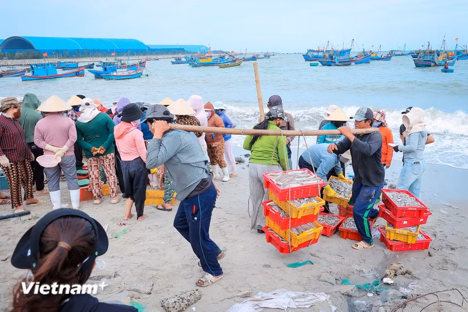 满载“大海馈赠”的船舱将渔获倒入圆形竹筐和塑料盘中进行分类，并直接在沙滩上出售。图自Vietnam+