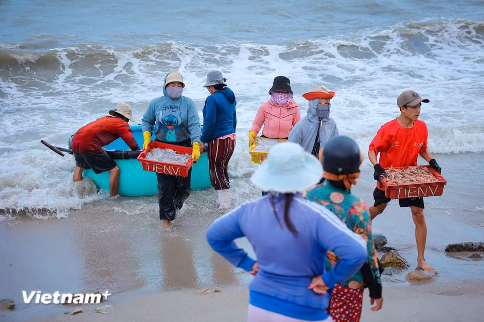 当地居民世代以出海为生，从事近岸及远岸海产捕捞。（图自Vietnam+）