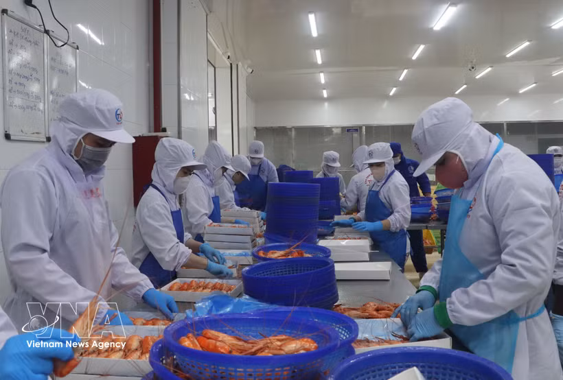出口罗氏沼虾的加工活动。图自越通社