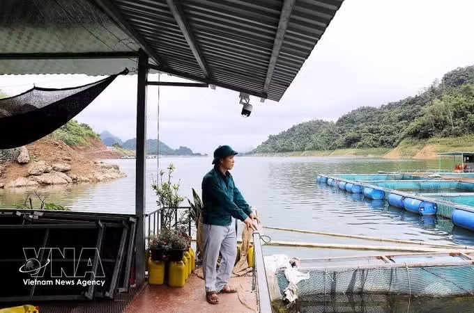 裴世勤家庭是参与沟鲇网箱养殖模式的家庭之一。图自越通社