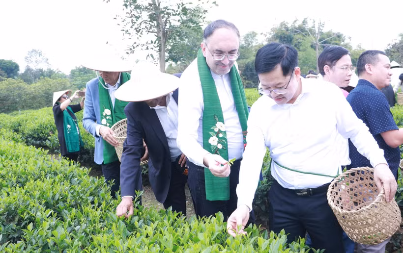 在新岗乡，代表团亲身体验采茶。图自thainguyen.gov.vn