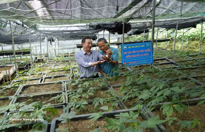 莱州人参是一种特有药用植物，具有较高的经济价值和巨大的发展潜力。图自越通社