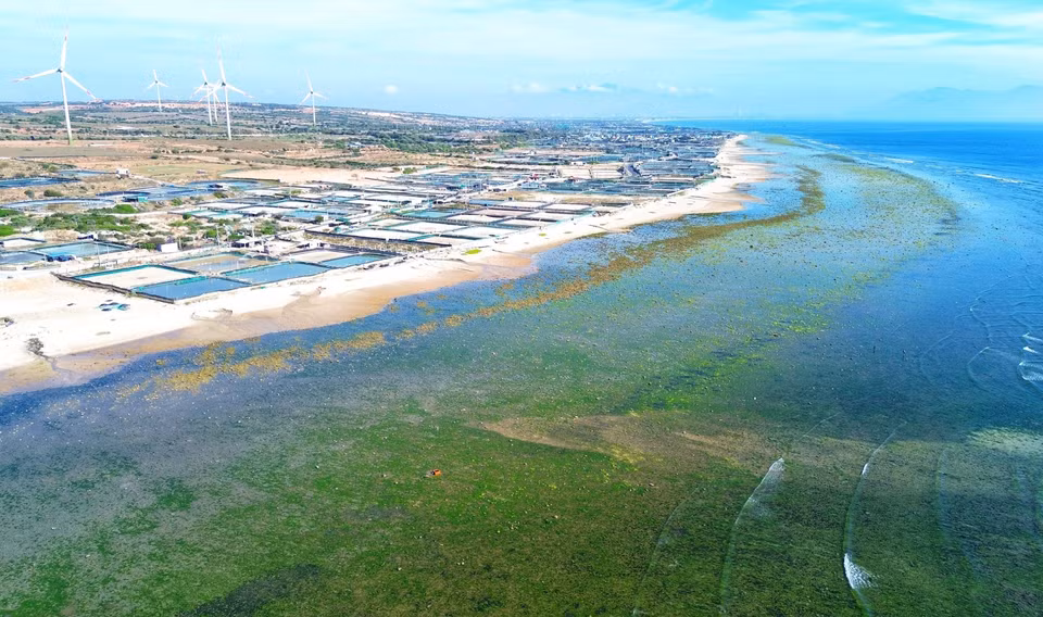 在退潮时，海藻浮出水面，形成一道美丽的绿色风景线。图自：越通社