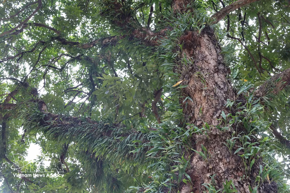 每一棵古树的树干都宛如一座“垂直森林”，苔藓、地衣、野生兰花和蕨类植物在高原的季风雨中历经多个季节共同生长，逐渐成为邦美蜀特色的一部分。图自越通社
