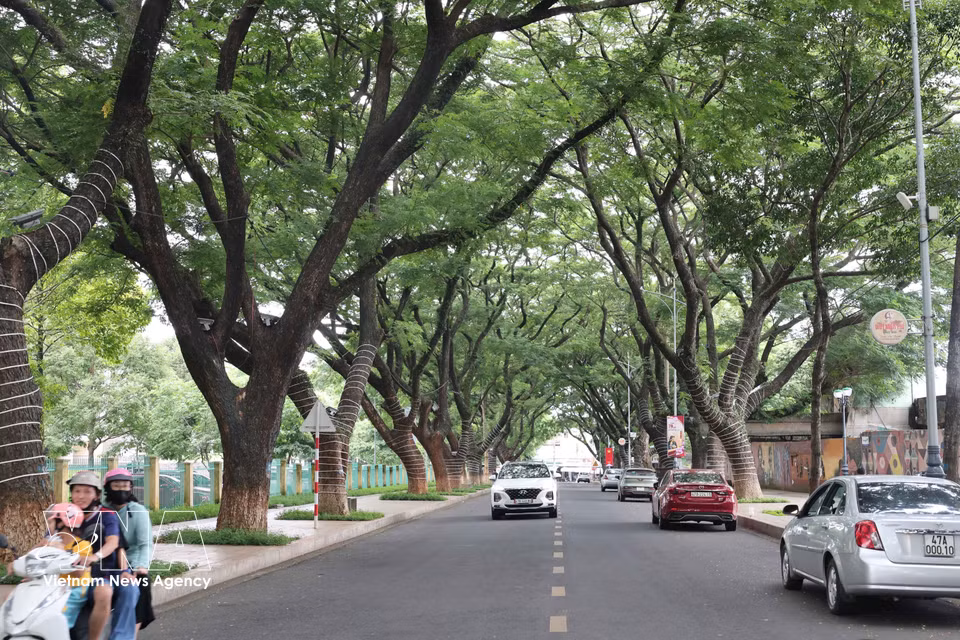 邦美蜀市古树成荫的街道。图自越通社