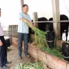 永隆省高棉族同胞注重发展畜牧业。图自dantocmiennui.baotintuc.vn