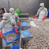 清化省清化水产品进出口股份公司蛤蜊加工链。图自越通社
