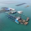 STP集团在广宁省云屯的高科技海水养殖场。图自nhandan.vn