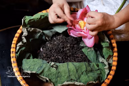 莲花茶匠人细致剥取西湖莲子米，以传统方法窨制莲花茶 图自越通社